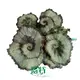 begonia rex red at Wholesale Prices | Youngplants1 1