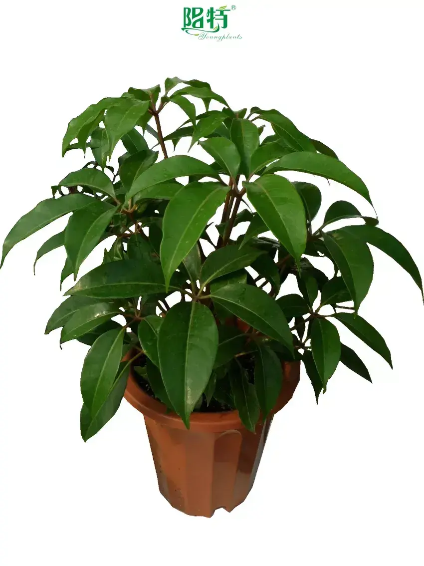 Custom begonia care  Manufacturer | Youngplants 1
