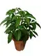 schefflera luseana at Wholesale Prices | Youngplants 1