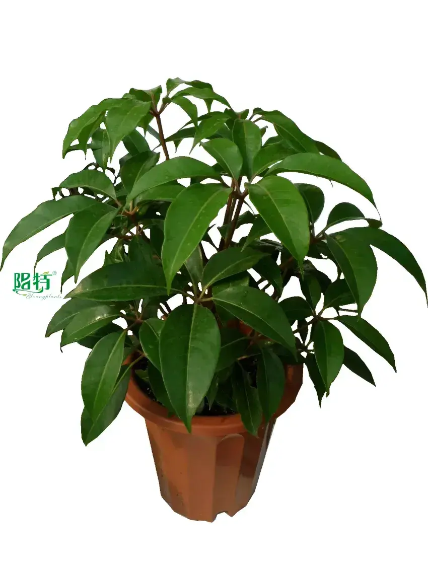  propagating schefflera  | Youngplants1 1