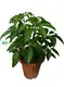 propagating schefflera  | Youngplants1 1