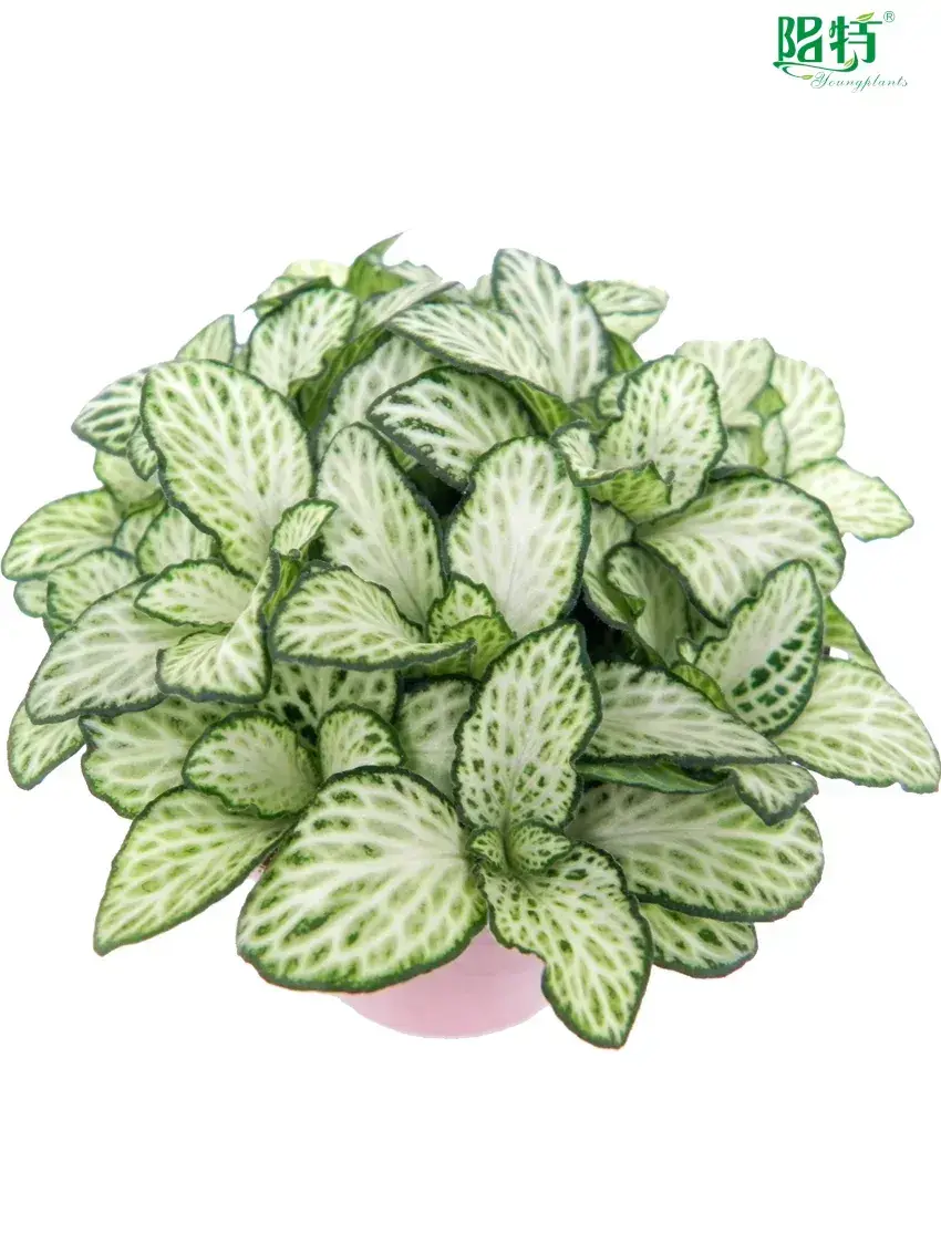 Custom nerve plant varieties  Manufacturer | Youngplants 1