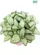 Custom nerve plant varieties  Manufacturer | Youngplants 1