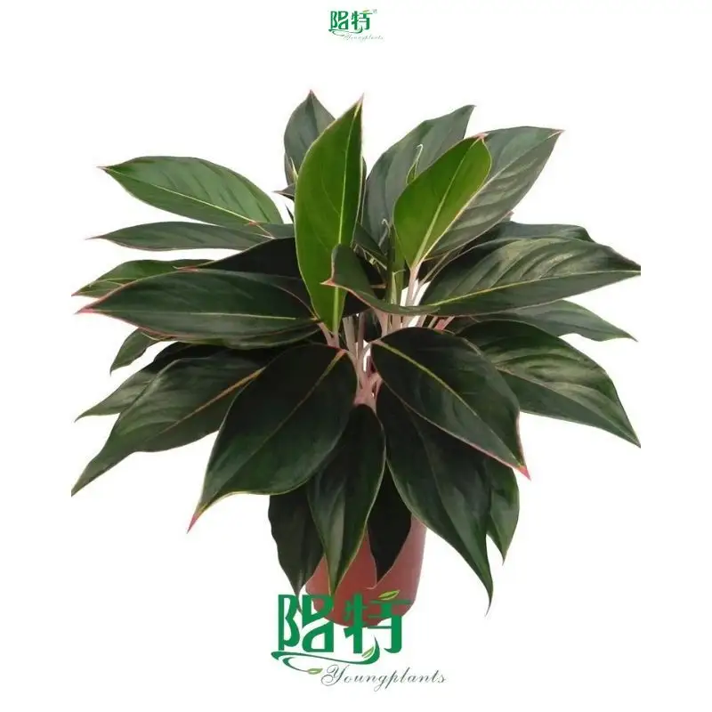 Youngplants |  aglaonema red  1