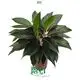 Youngplants |  aglaonema red  1