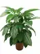 raindrop peperomia flower at Wholesale Prices | Youngplants1 1