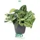Youngplants |  satin pothos  1