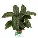 Youngplants |  red maranta  1