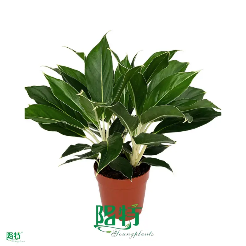Custom aglaonema red  Manufacturer | Youngplants 1