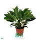 Custom aglaonema red  Manufacturer | Youngplants 1