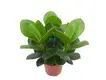  clusia princess  | Youngplants1 1