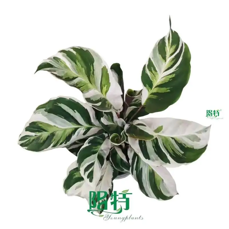 stromanthe at Wholesale Prices | Youngplants 1
