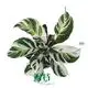 stromanthe at Wholesale Prices | Youngplants 1