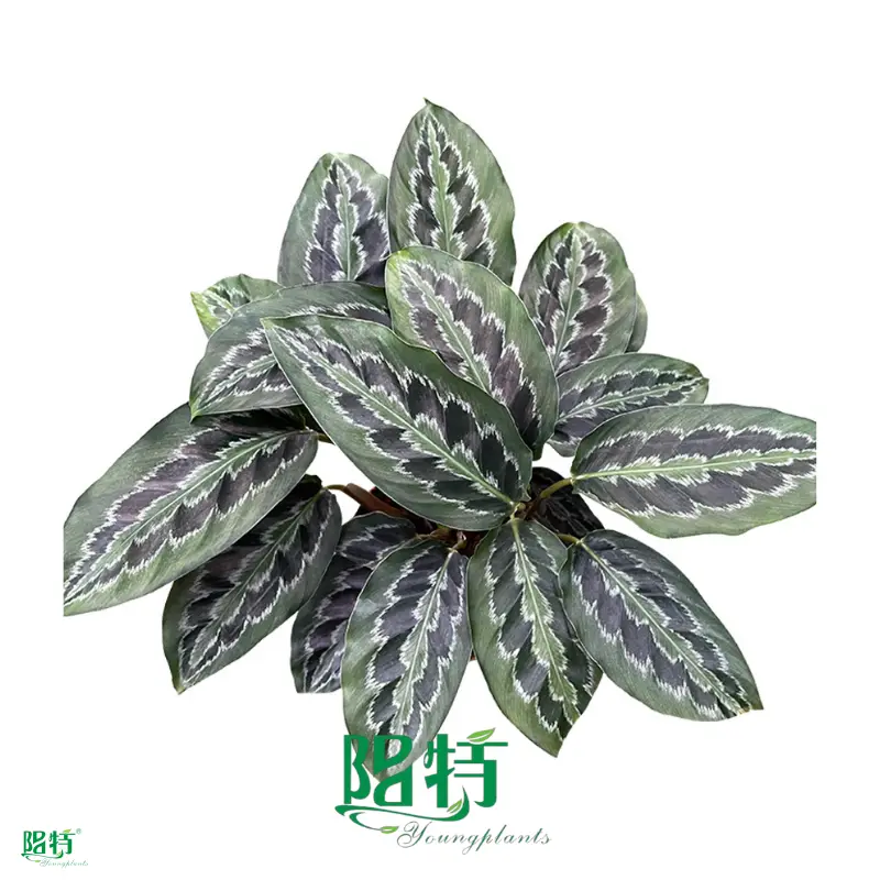  red maranta  | Youngplants 1