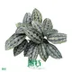  red maranta  | Youngplants 1