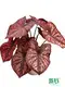 Custom nerve plant varieties  Manufacturer | Youngplants1 1