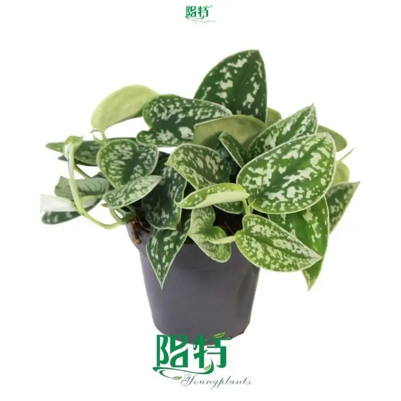 scindapsus varigata at Wholesale Prices | Youngplants 1