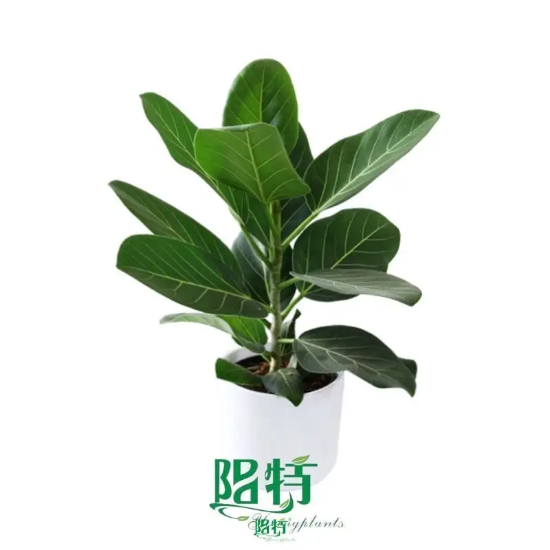 bonsai ficus at Wholesale Prices | Youngplants1 1