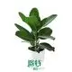 bonsai ficus at Wholesale Prices | Youngplants1 1