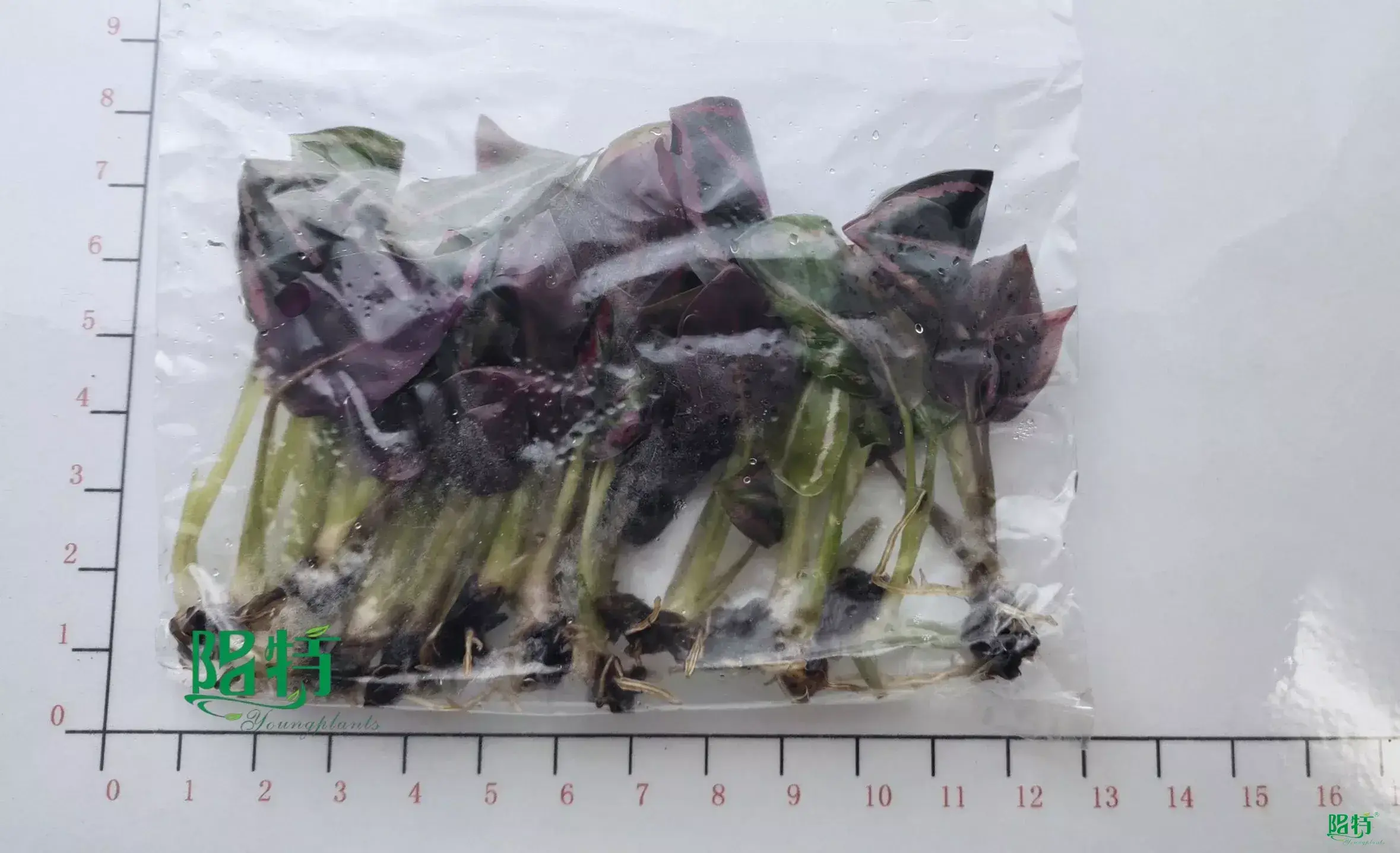 Youngplants |  stromanthe sanguinea 1 1