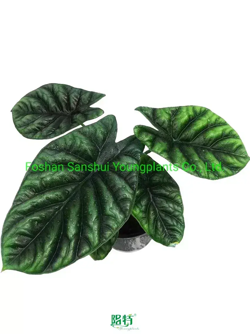  alocasia types  | Youngplants 1