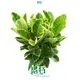 ficus indoor plant care at Wholesale Prices | Youngplants 1