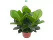 young plants clusia at Wholesale Prices | Youngplants 1