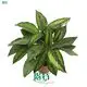  types of prayer plants  | Youngplants 1