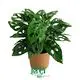 Youngplants |  monstera deliciosa propagation  1
