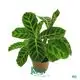  stromanthe sanguinea  | Youngplants 1