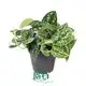  scindapsus plant  | Youngplants 1
