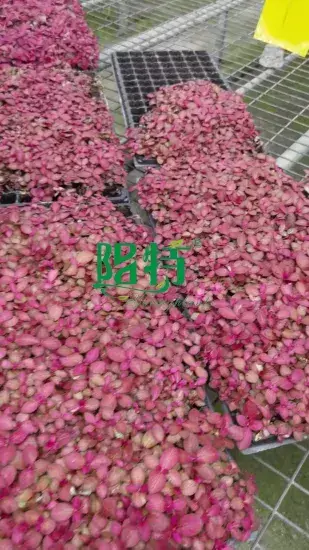 Youngplants |  fittonia soil mix  1