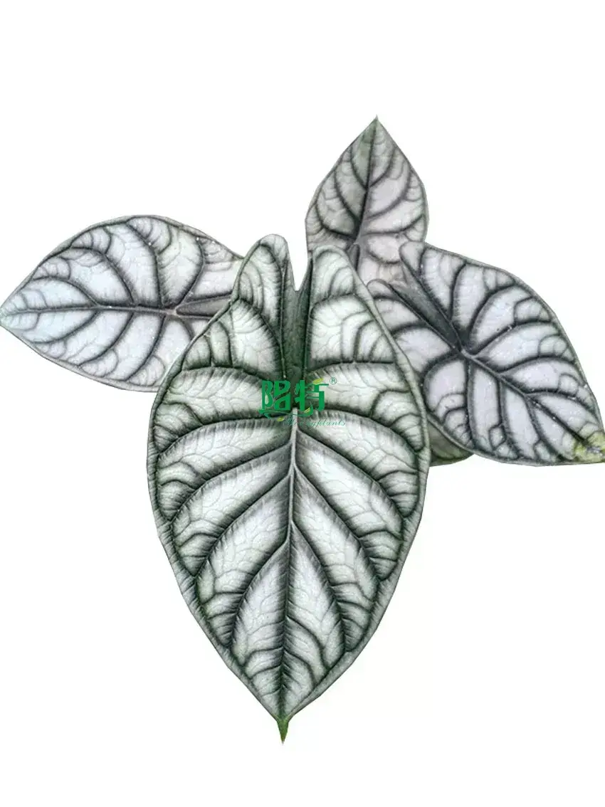 Youngplants |  tray plants  1