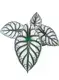 Youngplants |  tray plants  1