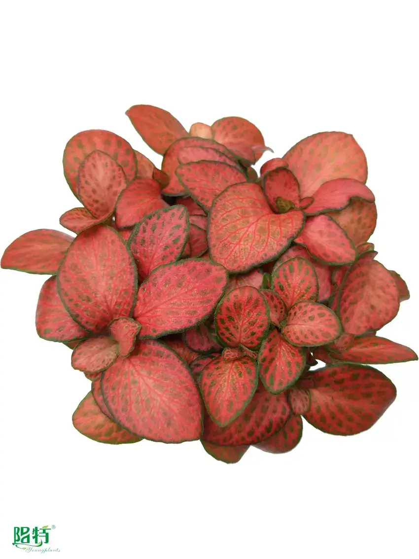 fittonia pink special  | Youngplants 1