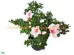 Custom croton plant flower  Manufacturer | Youngplants 1