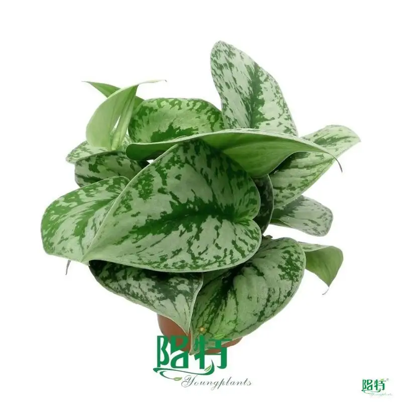 Custom scindapsus silver  Manufacturer | Youngplants 1