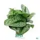 Custom scindapsus silver  Manufacturer | Youngplants 1