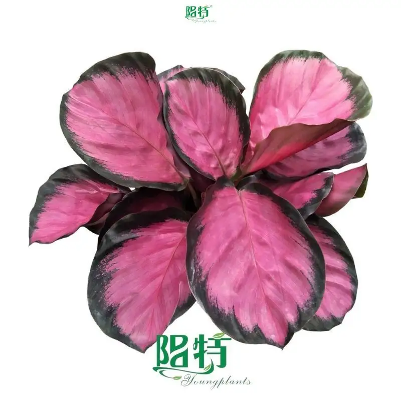 Custom prayerplant  Manufacturer | Youngplants 1