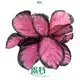 Custom prayerplant  Manufacturer | Youngplants 1