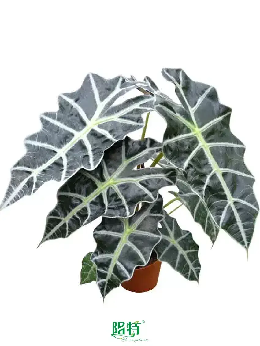 trimming large bushes at Wholesale Prices | Youngplants 1