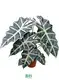 trimming large bushes at Wholesale Prices | Youngplants 1