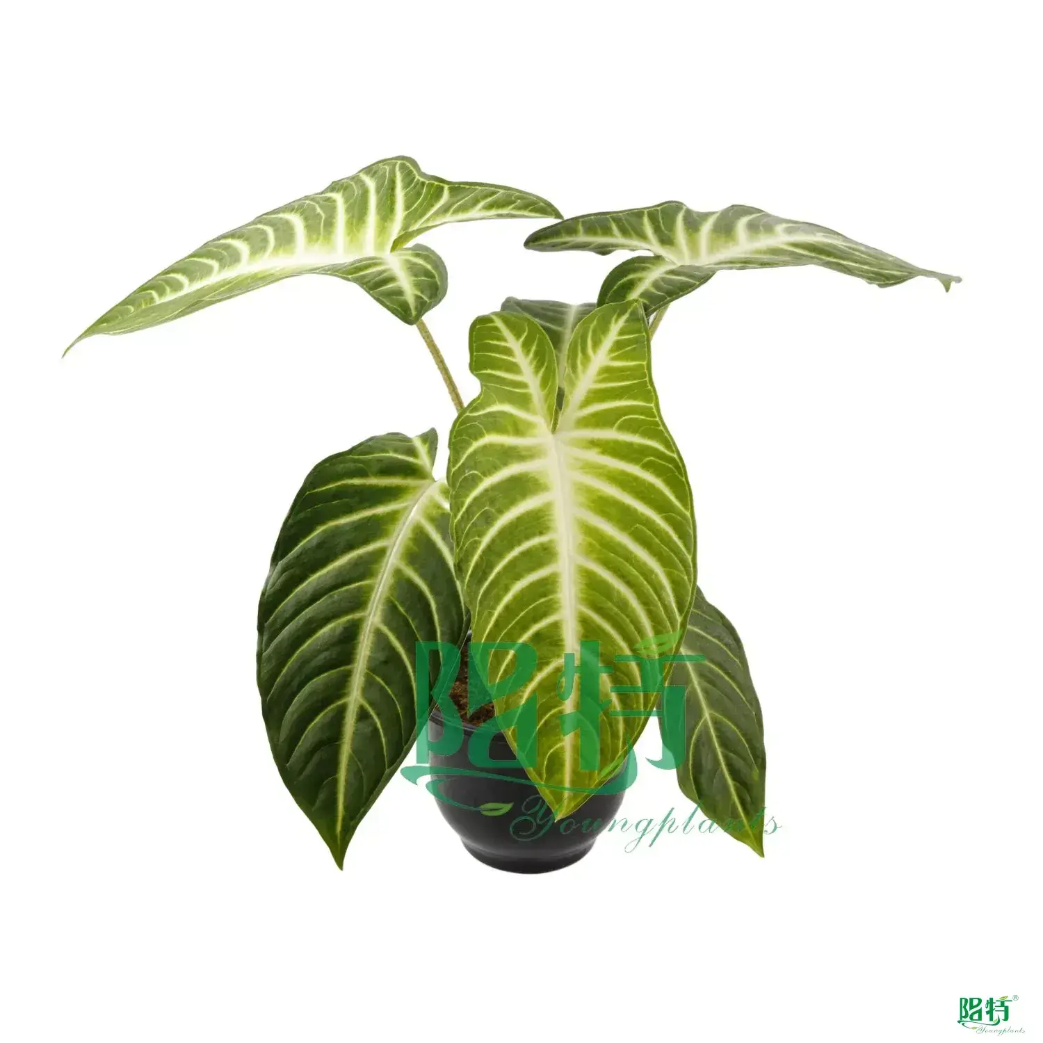 codiaeum variegatum petra at Wholesale Prices | Youngplants 1