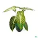 codiaeum variegatum petra at Wholesale Prices | Youngplants 1