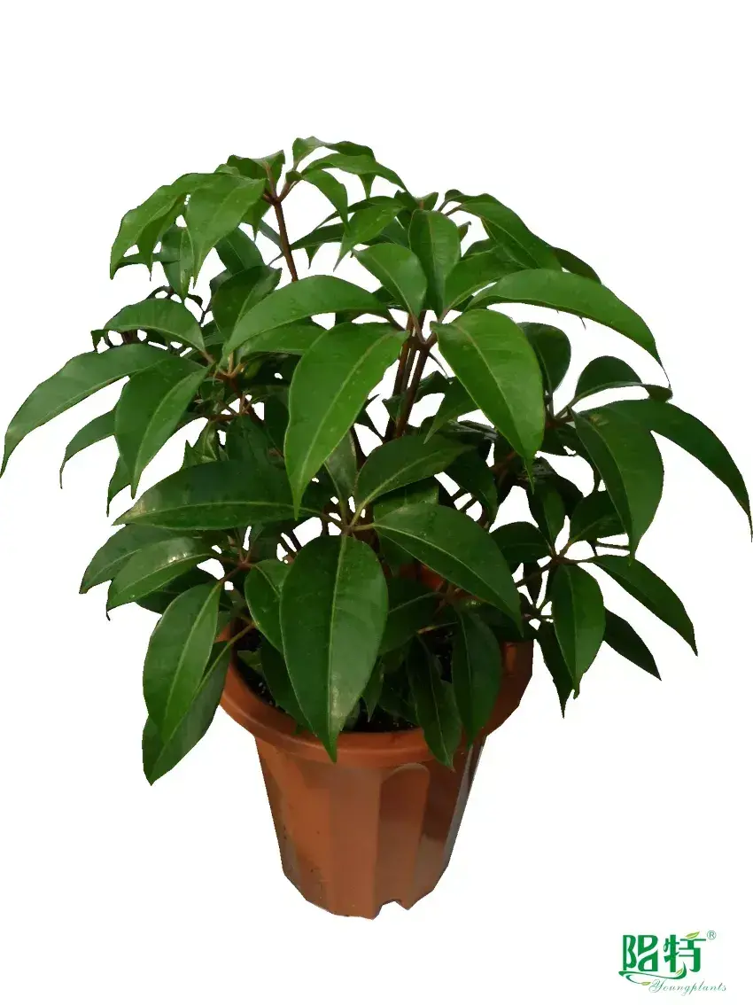  schefflera tree  | Youngplants 1