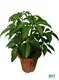  schefflera tree  | Youngplants 1