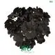 begonia rex at Wholesale Prices | Youngplants1 1