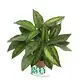 Custom stromanthe  Manufacturer | Youngplants 1