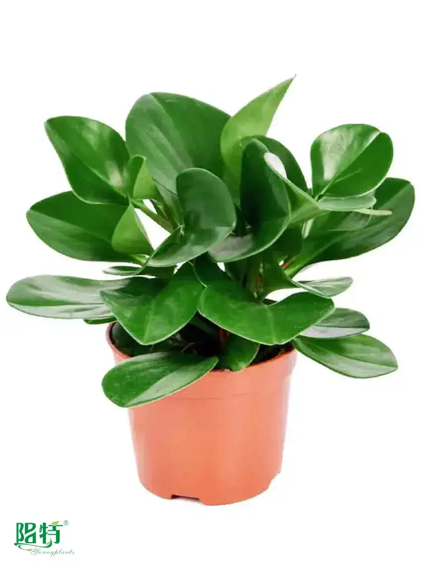 Youngplants |  peperomia obtusifolia  1