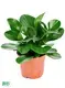 Youngplants |  peperomia obtusifolia  1